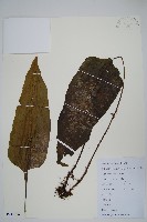 盾蕨藏品圖，第1張