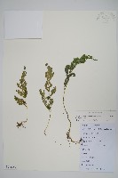 異葉卷柏藏品圖，第1張