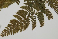 華中蹄蓋蕨藏品圖，第2張