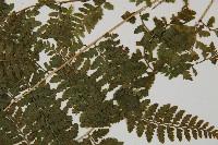 華中蹄蓋蕨藏品圖，第3張