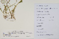 全緣卷柏藏品圖，第2張