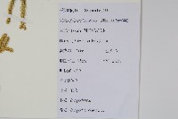 石松藏品圖，第2張