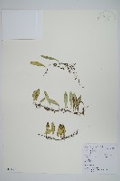 抱石蓮藏品圖，第1張