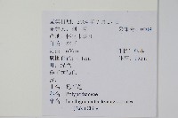 抱石蓮藏品圖，第2張