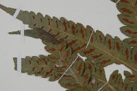 日本狗脊蕨藏品圖，第4張