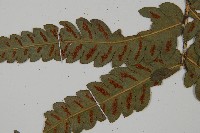 日本狗脊蕨藏品圖，第5張