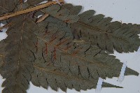 日本狗脊蕨藏品圖，第3張