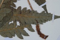 日本狗脊蕨藏品圖，第4張