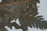 日本狗脊蕨藏品圖，第5張