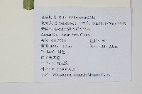 大星蕨藏品圖，第2張