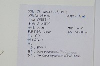 日本金粉蕨藏品圖，第2張