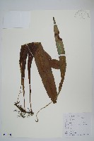 大星蕨藏品圖，第1張