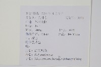 大星蕨藏品圖，第2張