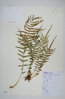 鱗蓋鳳尾蕨藏品圖，第1張