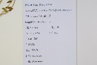 鱗蓋鳳尾蕨藏品圖，第2張