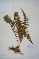 岩蕨藏品圖，第1張