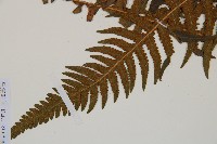 岩蕨藏品圖，第3張