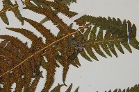 岩蕨藏品圖，第4張