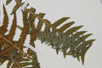 岩蕨藏品圖，第5張