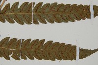 日本狗脊蕨藏品圖，第3張