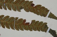 日本狗脊蕨藏品圖，第4張