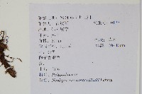 盾蕨藏品圖，第2張