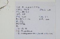 抱石蓮藏品圖，第2張