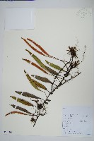 石葦藏品圖，第1張
