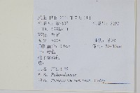 石葦藏品圖，第2張
