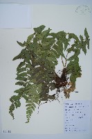 鐮羽貫眾藏品圖，第1張