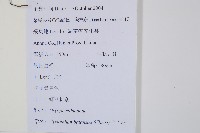 鐮羽貫眾藏品圖，第2張