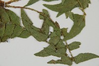 鐮羽貫眾藏品圖，第3張