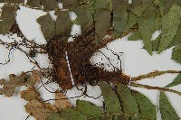 鐮羽貫眾藏品圖，第4張