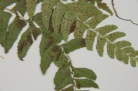 鐮羽貫眾藏品圖，第5張