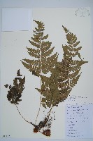 闊鱗鱗毛蕨藏品圖，第1張