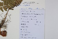 闊鱗鱗毛蕨藏品圖，第2張