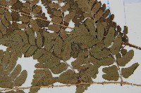 闊鱗鱗毛蕨藏品圖，第3張