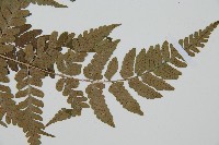 闊鱗鱗毛蕨藏品圖，第5張