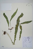 大星蕨藏品圖，第1張