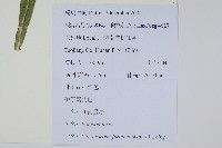大星蕨藏品圖，第2張