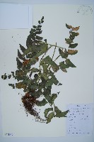 鐮羽貫眾藏品圖，第1張