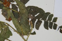 鐮羽貫眾藏品圖，第4張