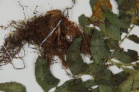 鐮羽貫眾藏品圖，第5張