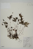 陜西粉背蕨藏品圖，第1張