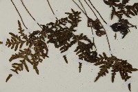 陜西粉背蕨藏品圖，第3張