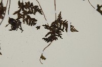 陜西粉背蕨藏品圖，第4張