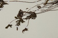 陜西粉背蕨藏品圖，第5張