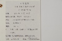 山東腫足蕨藏品圖，第5張