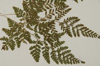 山東腫足蕨藏品圖，第6張