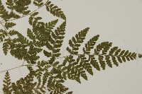 山東腫足蕨藏品圖，第7張